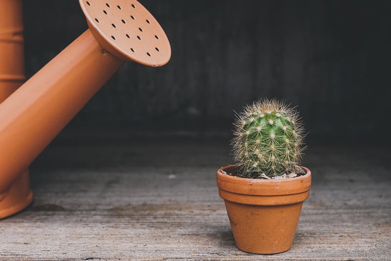 Tin Can Planters